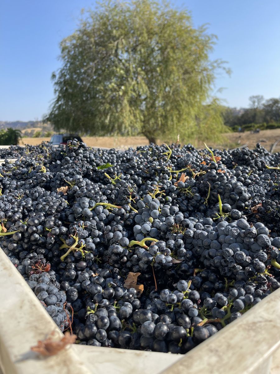 Freshly harvested grapes at Lizo Vineyards