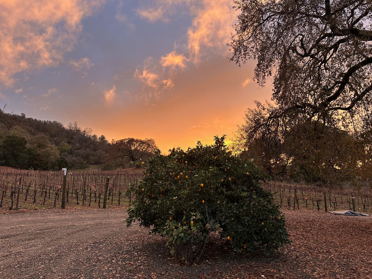 Sunset over Lizo Vineyards at Gobbler Grove